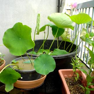 �J�X�s�J����������