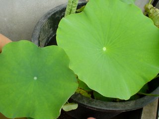 �J�X�s�J����������