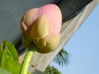 �J�X�s�J��