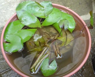 �l�d�����f�B�b�O